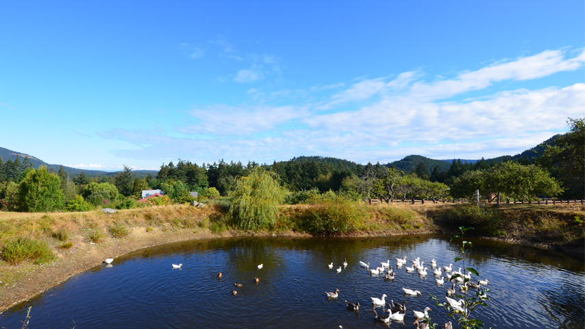 geese in pond